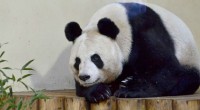   Tian Tian, the female panda at Edinburgh Zoo is thought to be pregnant